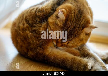Niedliches britisches Kurzhaar-Kätzchen Stockfoto