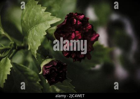 Rote Knospen des Hibiskus. Stockfoto