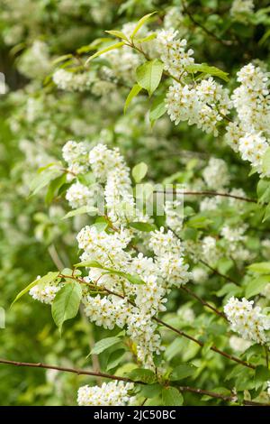 Philadelphus coronarius (Mockorange) Stockfoto