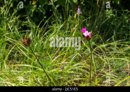 Kartäusisches Rosa (Dianthus carthusianorum) Blume auf dem Kogelberg, Burgenland, Österreich Stockfoto