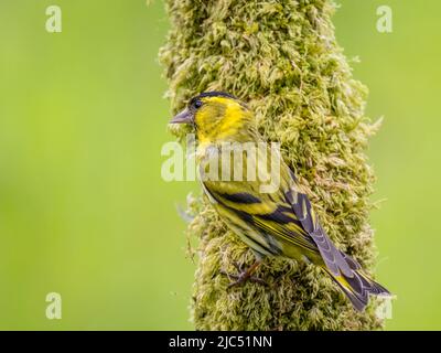 Siskin im späten Frühjahr in Mitte Wales Stockfoto