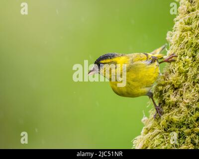 Siskin im späten Frühjahr in Mitte Wales Stockfoto