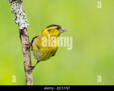 Siskin im späten Frühjahr in Mitte Wales Stockfoto