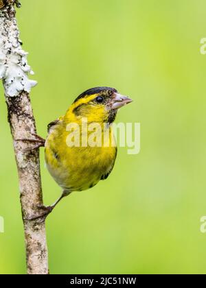 Siskin im späten Frühjahr in Mitte Wales Stockfoto