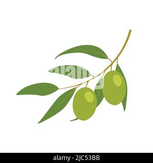 Grüner Olivenzweig isoliert auf weißem Hintergrund Stock Vektor