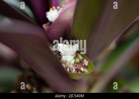 Weiße Blume der Seerose oder Moses-in-der-Wiege in Blüte. Tradescantia spathacea-Blütenstand. Stockfoto