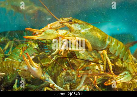 Krabben in einem Wasserbehälter in einem Restaurant am Meer.Goldstrand Resort, Bulgarien Stockfoto