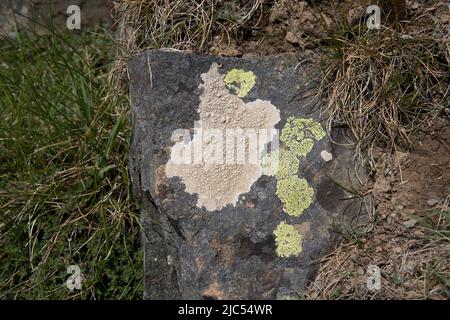 Krustenflechten auf Steinmauer ein Beispiel für die Symbiose zwischen einer Alge und einem Pilz, auch bekannt als Mutualismus im RHS Garden Rosemoor North Devon Stockfoto