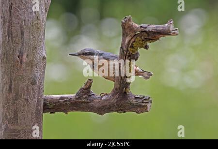 Single Nuthatch Sitta europaea thront auf einem Zweig der toten Cotswolds UK Stockfoto