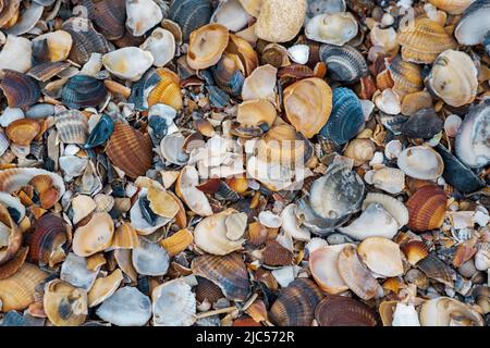 Bunte Muscheln aus Muscheln bilden die Oberfläche des Strandes am Ufer des Kaspischen Meeres Stockfoto