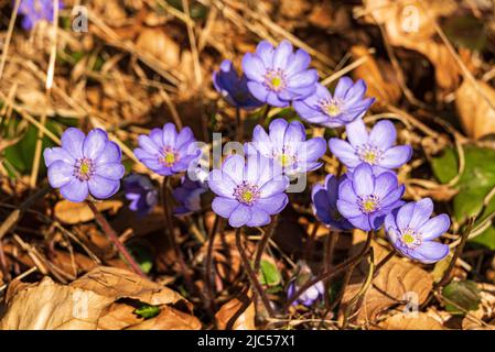 Nahaufnahme einer Gruppe von violetten Leberblüten oder Leberwurzblüten (Anemone hepatica) im Frühjahr, Weserbergland, Deutschland Stockfoto