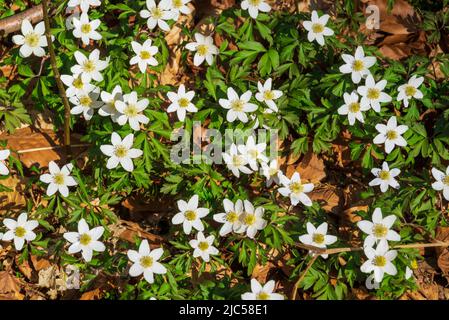 Das Hintergrundbild zeigt blühende Holzanemonen (Anemonoides nemorosa) zwischen Laub in einem Wald, auch bekannt als Windblumen- oder europäischer Thibleweed. Stockfoto