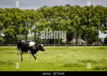 2022-06-10 11:23:43 NIJKERK - Kühe in einer Wiese im Gelderse Vallei, einem der Bereiche, in denen Stickstoffemissionen drastisch reduziert werden müssen. Naturministerin Christianne van der Wal hat einen Plan vorgelegt, um die Stickstoffmenge stark zu reduzieren. ANP SEM VAN DER WAL niederlande Out - belgien Out Stockfoto