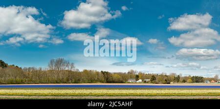 Bulbfield in der Nähe der Dünen *** Ortsüberschrift *** Niederlande,Landschaft, Blumen, Frühling, Bulbfield, ,Egmond aan den Hoef, Noord-Holland , Niederlande Stockfoto