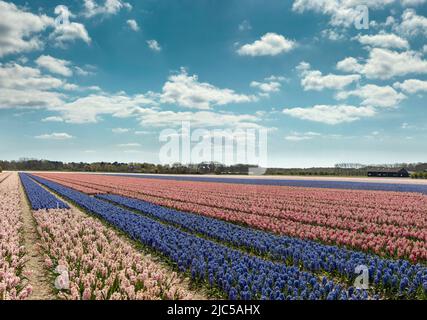 Bulbfield aus weißer, blauer und roter Hyazinthe *** Local Caption *** Niederlande, Landschaft, Blumen, Frühling, Bulbfield, Egmond aan den Hoef, Noord-Hol Stockfoto