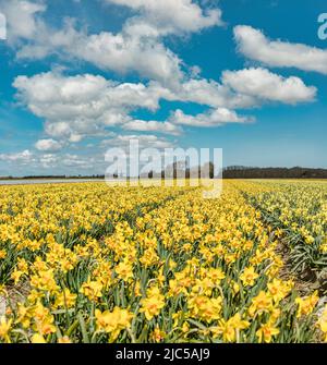 Windmühle Ooster-N, Feld voller gelber Narzissen *** Lokale Bildunterschrift *** Niederlande, Landschaft, Blumen, Frühling, Bulbfield, ,Sint Maartensvlotbrug, Stockfoto