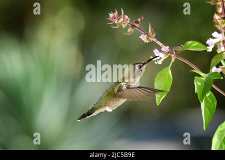 Nordamerika, Mexiko, Baja California Sur, El Sargento, Costa's Kolibri, Calypte costae, weiblich *** Ortsüberschrift *** Nordamerika, Mexiko, Baj Stockfoto