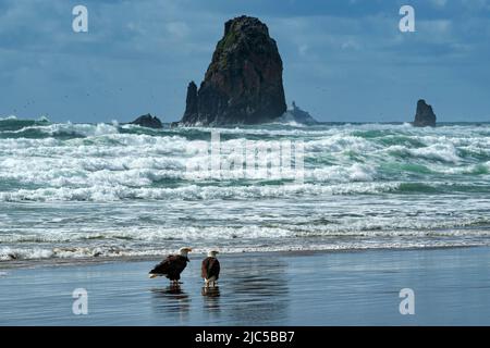 USA, Oregon Coast, Oregon, Clatsop County, Cannon Beach, Haliaeetus leucocephalus, Weißkopfseeadler am Strand *** Ortsüberschrift *** USA, Oregon Coast, Orego Stockfoto