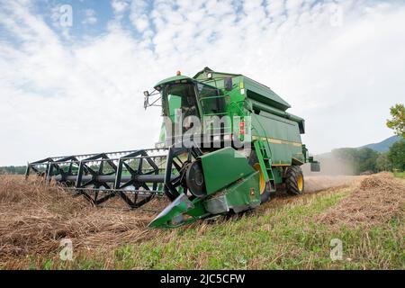 Der Laufener Landschaften auf dem Feld bei Triebenbach - Stadt Laufen - wird geerntet - für die Brauerei Wieninger *** Ortsüberschrift *** Rupertiwinkel, Stockfoto