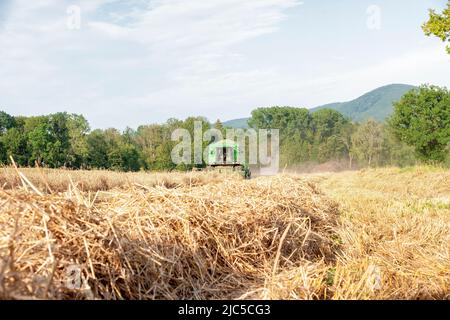 Der Laufener Landschaften auf dem Feld bei Triebenbach - Stadt Laufen - wird geerntet - für die Brauerei Wieninger *** Ortsüberschrift *** Rupertiwinkel, Stockfoto