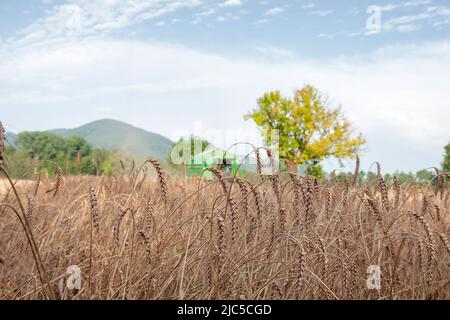 Der Laufener Landschaften auf dem Feld bei Triebenbach - Stadt Laufen - wird geerntet - für die Brauerei Wieninger *** Ortsüberschrift *** Rupertiwinkel, Stockfoto