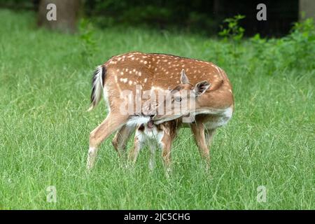 Damwild im Juli *** Ortsüberschrift *** Cerviden, Dama Dama, Damwild, Damwild, Damwild Stück mit Kalb, Damwild im Juli, Damwild in s Stockfoto