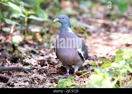 Ringeltaube am Boden *** Ortsüberschrift *** Columba palumbus, Feldtaube, Feldtauben, Ringletttaube, Ringletttauben, Taube, Tauben, Taubenbi Stockfoto