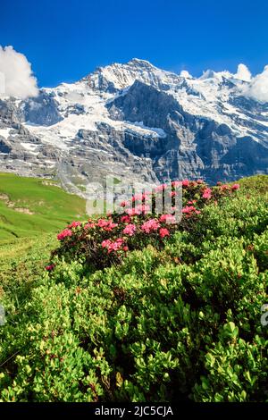 Jungfrau mit Alpenrosen, Berner Oberland, Schweiz Stockfoto