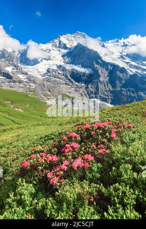 Jungfrau mit Alpenrosen, Berner Oberland, Schweiz Stockfoto