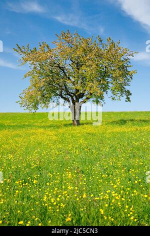 Solitär steiler Apfelbaum in von blühendem Hahnenfuss durchzogener Wiese, bei Oetwil am See im Zürcher Oberland, Kanton Zürich, Schweiz Stockfoto