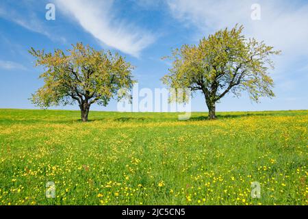 Zwei freie Apfelbäume in von blühendem Hahnenfuss durchzogener Wiese, bei Oetwil am See im Zürcher Oberland, Kanton Zürich, Schweiz Stockfoto