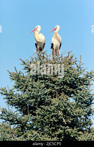 Weissstorchen Paar steht während der Paarungszeit in ihrem Nest inmitten der Baumkrone einer großen Fichte, Frühling, Oetwil am See, Kanton Zürich, S Stockfoto
