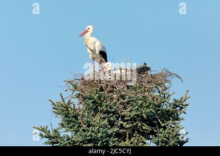Weißstorchen Paar im Nest während der Brütezeit, das Weibschen sitzt auf der Brut und das Männchen steht am Nestrand, Frühling, Oetwil am See, Kanton Stockfoto
