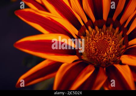 Orange Blumen Gazania harsch mit schwarzem Hintergrund. Nahaufnahme, Vollformat, Makro. Stockfoto
