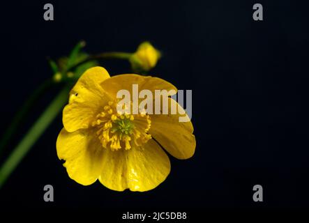 Wiese Schmetterlingsblume (Ranunculus acris), Nahaufnahme mit schwarzem Hintergrund. Stockfoto