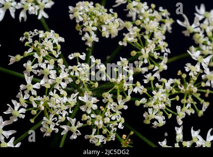 Petersilienblüten der Kuh (Anthriscus sylvestris), Nahaufnahme mit schwarzem Hintergrund. Stockfoto