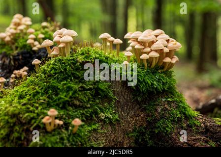 Ein Haufen winziger oranger Pilze, wahrscheinlich geclusterter Waldliebhaber (Hypholoma fasciculare), auf einem moosbedeckten Baumstumpf in einem Wald, Deutschland Stockfoto