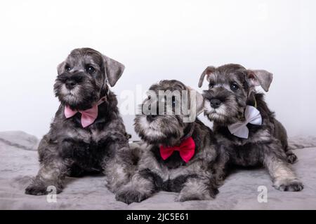 Drei kleine schwarze bärtige Schnauzer Welpen liegen nebeneinander auf dem Bett und schauen dich an. Familie von Welpen liegen zusammen. Welpen mit Schleife Stockfoto