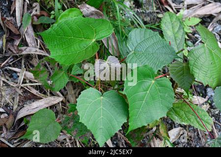 Populus lasiocarpa, allgemein als die chinesische Halskette Pappel, in Himalaya Berg gefunden Stockfoto