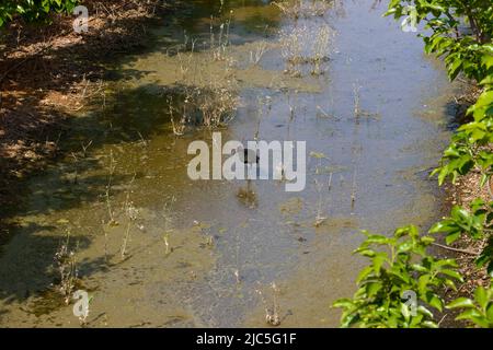 Bild eines Wildvogels der Art Hochglanz-Ibisse (Plegadis falcinellus) in einem Gebiet mit stagnierendem Wasser Stockfoto