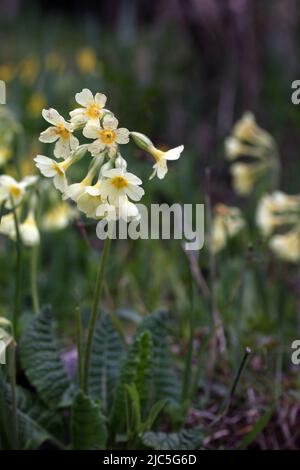 Nahaufnahme der hohen hellgelben Blume die echte Oxlippe-Primula elatior, im Garten, Litauen Stockfoto