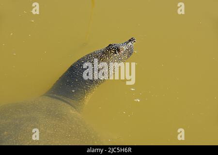 Softshell Schildkröte in Wasser, Israel Stockfoto