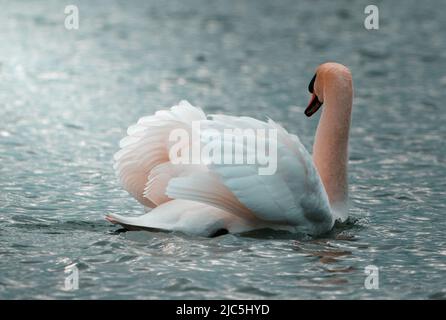 Wilder majestätischer Schwan, der wegschaut Stockfoto