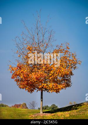 Ein orangefarbener einfarbiger Ahornbaum, der im Herbst auf einem Feld steht, fällt in die volle Sonne, Lancaster, Pennsylvania Stockfoto