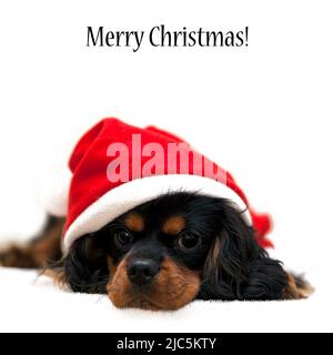 Marmaduke der schwarz-braune Cavalier trägt einen Weihnachtsanzug isoliert auf weißem Hintergrund mit fröhlichen Weihnachtswünschen Stockfoto