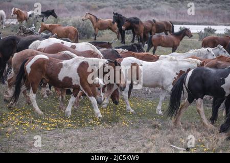 Herde von Ranch-Sattelpferden, die auf die Sommerweide verlegt werden Stockfoto