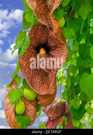 Riesige Pelikanblume oder brasilianische Holländerpfeife (Aristolochia gigantea), Blumen,‘Brasilien heimisch Stockfoto