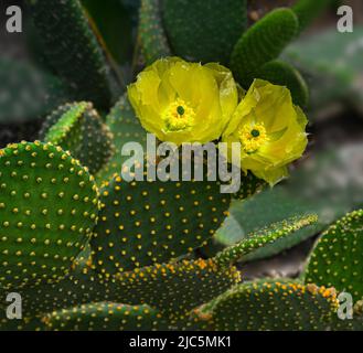 Kaktus aus stacheligen Birnen (opuntia microdasys) mit goldenen Blüten. Stockfoto