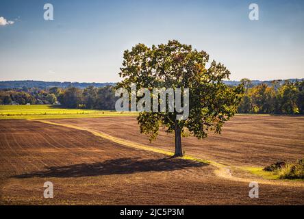 Eine einstehende Eiche, quercus, die im Sommer oder Herbst auf einem Pfad inmitten eines Bauernfeldes steht, Lancaster, Pennsylvania Stockfoto