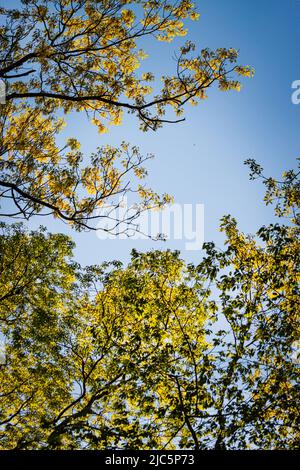 Grün und gelb belaubte und üppige Baumkronen im Frühling oder Sommer, Lancaster County, Pennsylvania Stockfoto